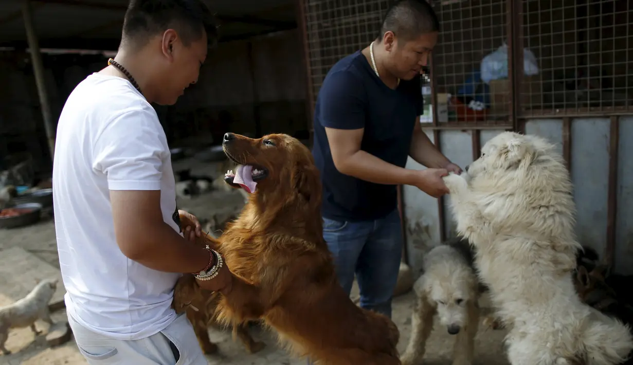 Pengunjung bermain dengan anjing yang ditampung Yang Xiaoyun di Tianjin, China, Rabu (8/7). Yang Xiaoyun dikabarkan telah mengeluarkan uang sebesar 48.248 USD untuk menyelamatkan 500 anjing dari toko daging anjing. (REUTERS/Kim Kyung-Hoon)
