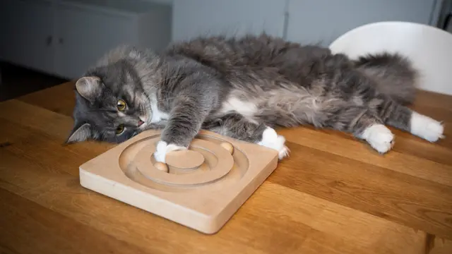 5 Ras Kucing Terpopuler yang Tepat Dijadikan Hewan Peliharaan untuk Para Pemula (2)