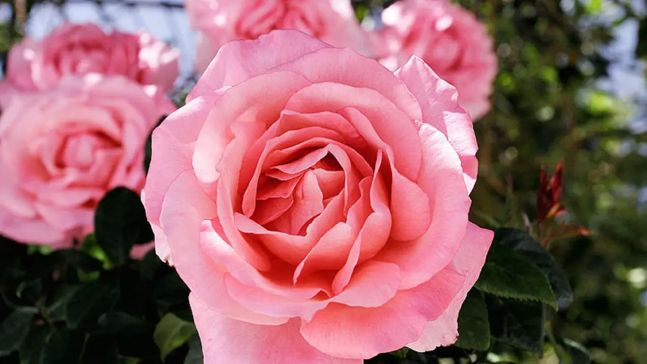 pink rose