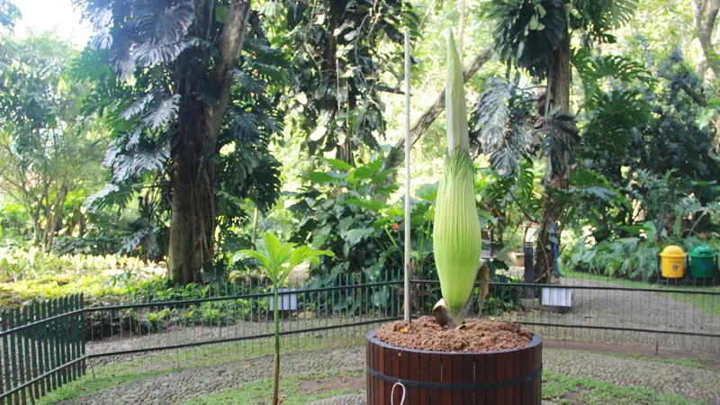 Bunga Bangkai Kebun Raya Bogor