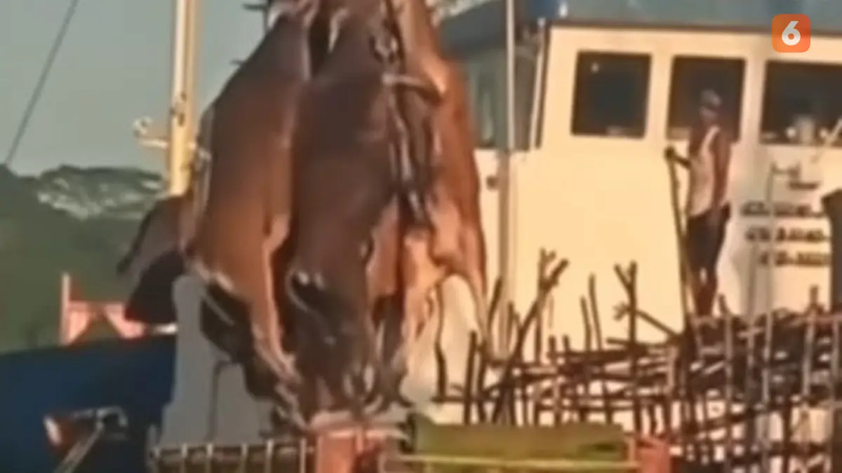 Berita angkut sapi pakai crane Hari Ini - Kabar Terbaru Terkini ...