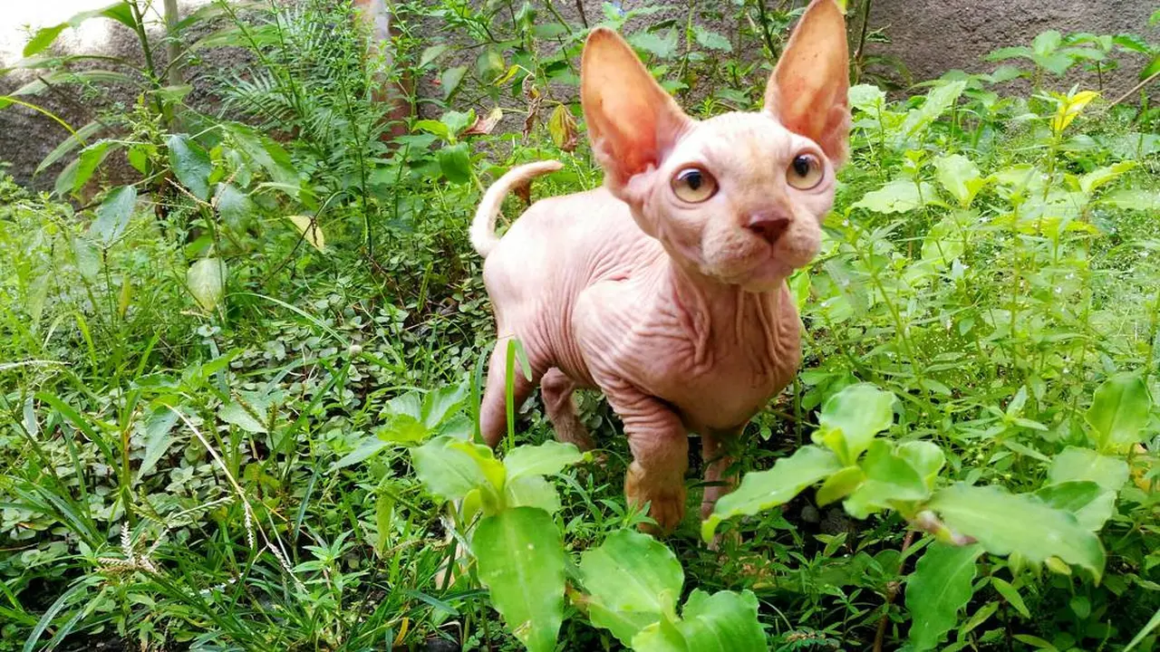 Kucing Sphynx