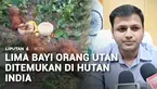 Ada lima bayi orangutan tiba-tiba ditemukan di kawasan hutan Balasore, Odisha, India.Temuan ini menimbulkan tanda tanya, mengingat orangutan bukan satwa asli India.