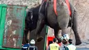 Petugas layanan darurat menggunakan crane mengangkat gajah sirkus dari jalan raya di Provinsi Albacete, Spanyol, Senin (2/4). Satu dari lima gajah tewas saat kendaraan pengangkut mereka mengalami kecelakaan. (El Digital de Albacete/María Guerrero via AP)