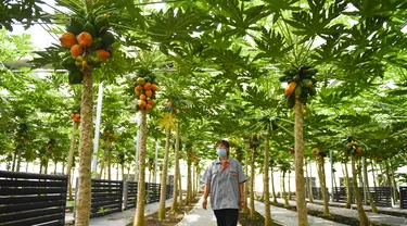 Pekerja mengecek pohon pepaya di rumah kaca buah-buahan tropis di Wanchang, Wilayah Yongji, Provinsi Jilin, China (12/8/2020). Guna mewujudkan optimisasi struktur pertanian, Wilayah Yongji telah mendorong petani lokal untuk menanam buah-buahan tropis seperti pepaya dan pisang. (Xinhua/Xu Chang)