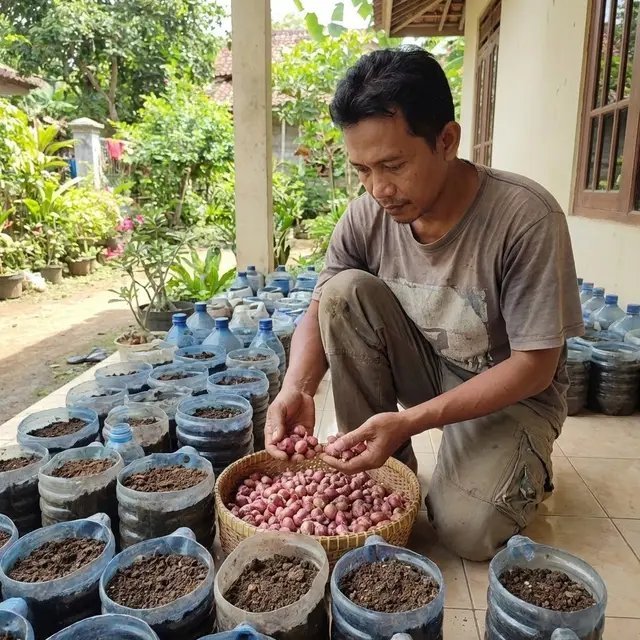 Cara Menanam Bawang Merah di Galon Bekas