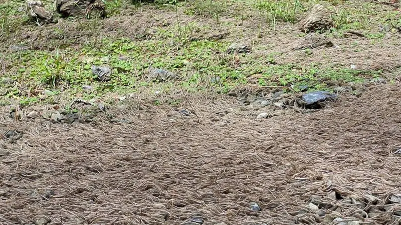 Dikira Dedaunan, Jalanan yang Dilalui Wisatawan Ini Dipenuhi Ribuan Kaki Seribu