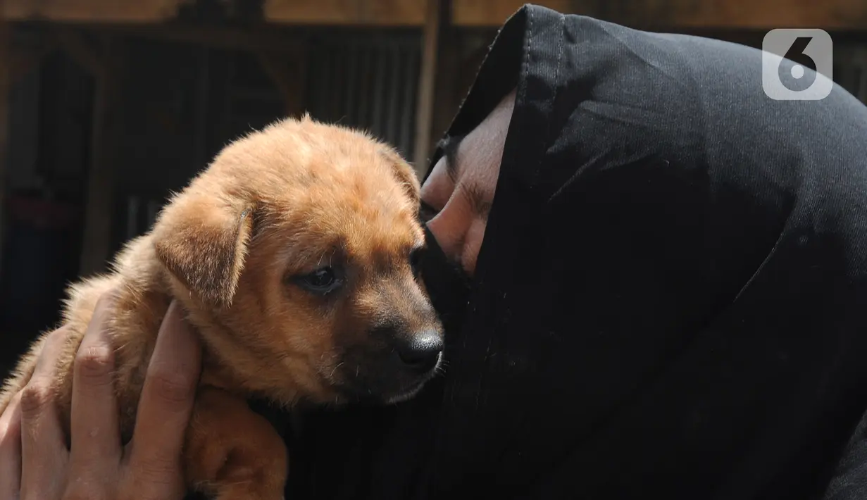 Pecinta hewan Hesti Sutrisno mencium anjing liar peliharaannya di rumah penampungan sementara Green House, Tenjolaya, Bogor, Jawa Barat, Minggu (14/3/2021). Hesti menampung anjing liar untuk dirawat dan divaksinasi agar terjauh dari virus dan penyakit berbahaya. (merdeka.com/Arie Basuki)