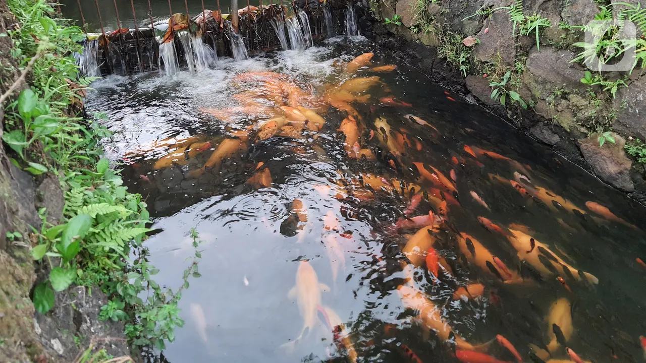 Warga Puri Pamulang Menyulap Selokan Jadi Kolam Ikan