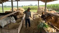 Pakan Sapi Tanpa Ngarit: Praktis, Hemat Biaya dan Efisien untuk Peternak Modern