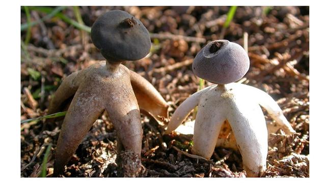 Geastrum Britannicum