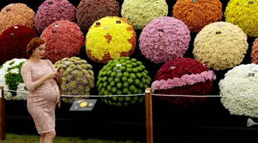 Seorang wanita berjalan melewati pameran National Chrysanthemum Society pada RHS (Royal Horticultural Society) Chelsea Flower Show, London, Senin (21/5). Festival tahunan ini yang diadakan selama lima hari pada bulan Mei. (AP/Matt Dunham)