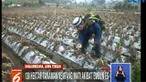 Serangan embun es mengakibatkan daun dan tangkai kentang mengering seolah baru tersiram air panas.