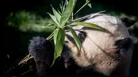 Panda raksasa, Xing Er berada di kandang barunya selama diperlihatkan kepada media di Kebun Binatang Kopenhagen, Denmark, Rabu (10/4). Sepasang giant panda bernama Xing Er dan Mao Sun yang baru tiba dari China menjadi penghuni baru Kebun Binatang Kopenhagen. (Mads Claus Rasmussen/Ritzau Scanpix/AFP)