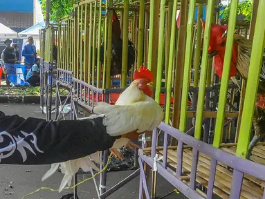 Peserta memancing birahi ayam pelung agar berbunyi saat kegiatan kontes ayam pelung di GOR Pajajaran, Kota Bogor, Minggu (25/6/2023). (merdeka.com/Arie Basuki)