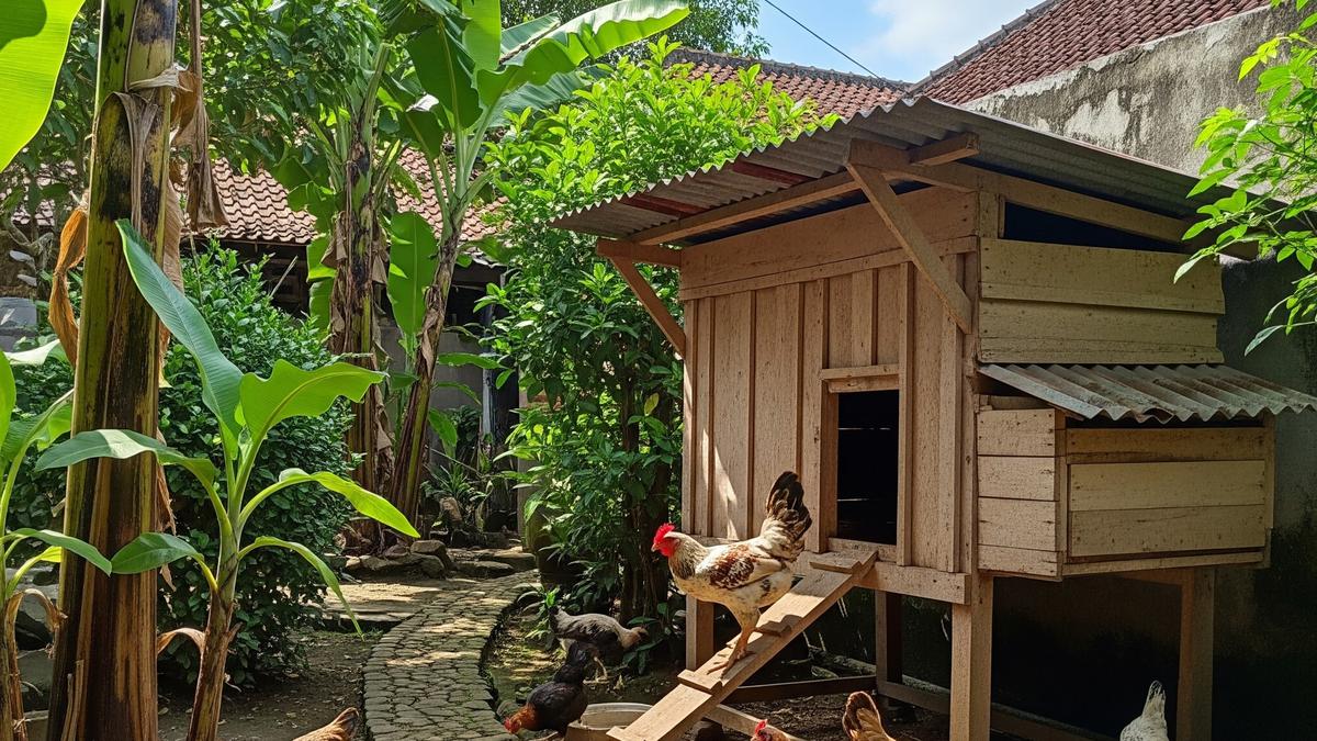 Alternatif Pakan Ternak Ayam yang Murah, Hemat Biaya Produksi