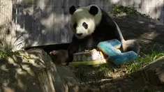 Panda Bei Bei memakan kue ulang tahunnya yang ke-4 di Kebun Binatang Nasional Smithsonian di Washington, DC (22/8/2019). Bei Bei akan pindah ke China setelah berusia empat tahun, menurut perjanjian Kebun Binatang Nasional Smithsonian dan Asosiasi Konservasi Margasatwa China.(AFP Photo/Alastair Pike)