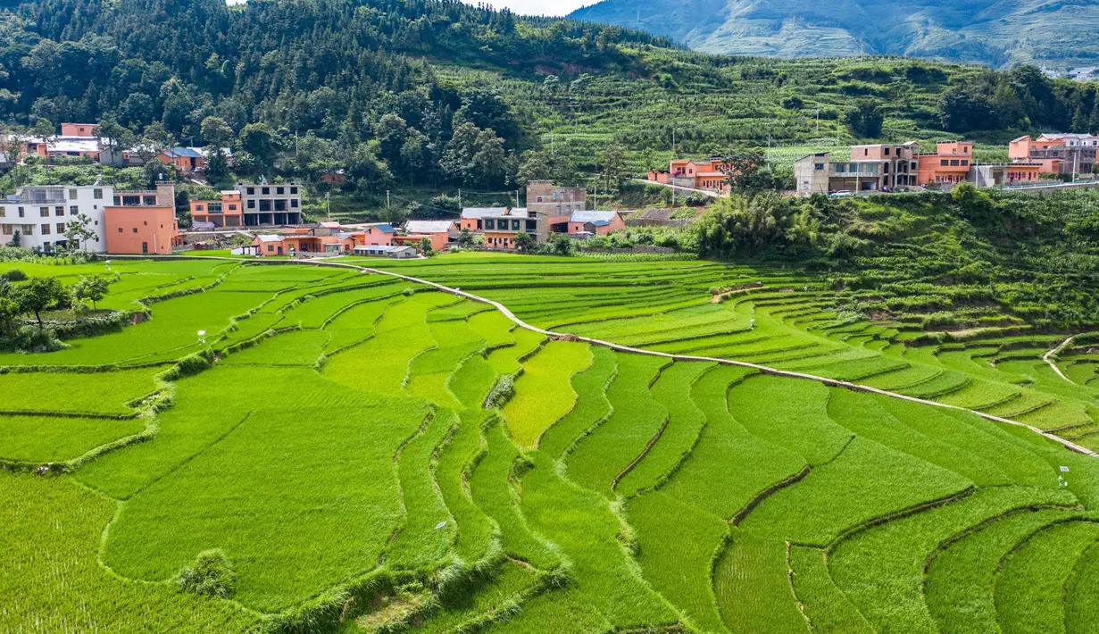 Foto dari udara yang diabadikan pada 29 Juni 2020 ini menunjukkan pemandangan sawah terasering di Xinmin, Kota Panzhou, Provinsi Guizhou, China barat daya. (Xinhua/Tao Liang)