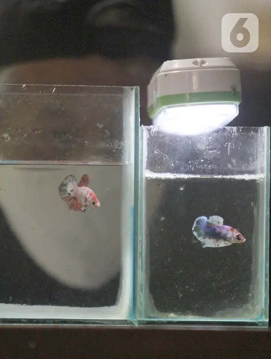 Penjual ikan cupang hias mengamati hasil budidaya rumahan untuk dijual di Perumahan Pondok Arum, Karawaci, Tangerang, Kamis (21/01/2021). Mereka jual dengan harga antara Rp15 ribu hingga Rp50 ribu per ekor ikan cupang. (merdeka.com/Arie Basuki)