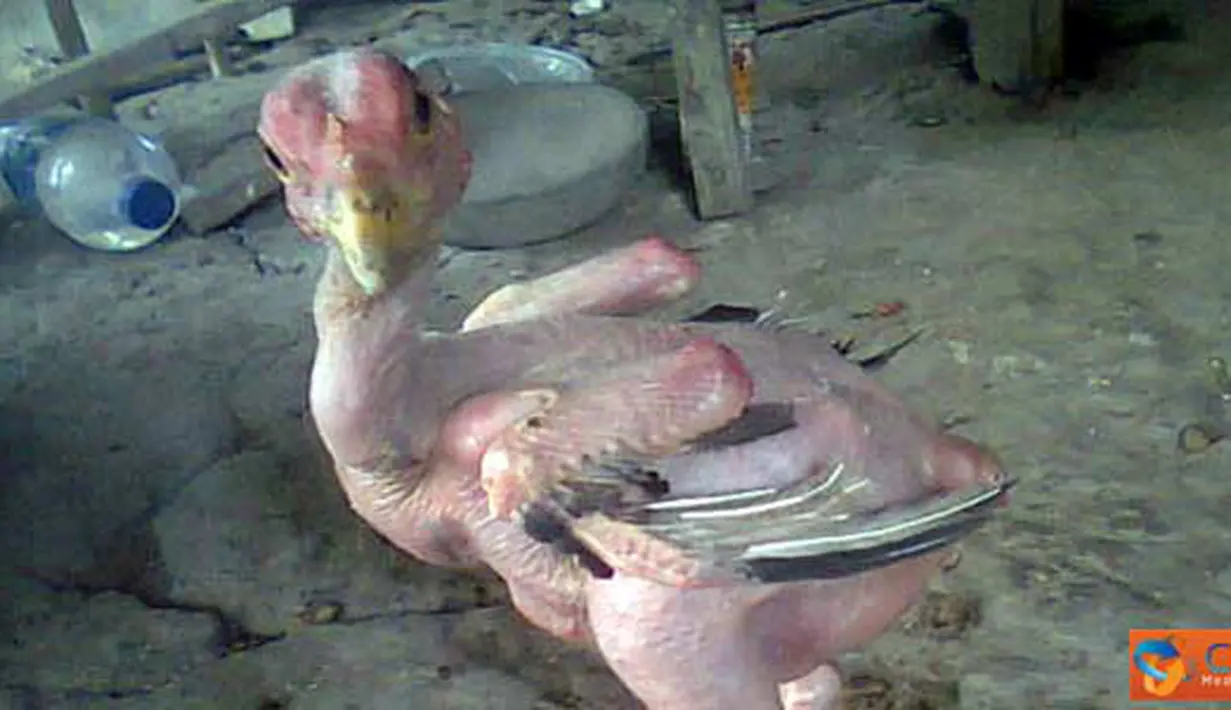 Citizen6, Tanah Laut: Di Desa Tambang Ulang, Kabupaten Tanah Laut, Provinsi Kalimantan Selatan terdapat seekor ayam yang unik. Ayam ini sudah dua bulan, namun bulu di tubuhnya tidak kunjung tumbuh. (Pengirim: Toni Budiharjo)