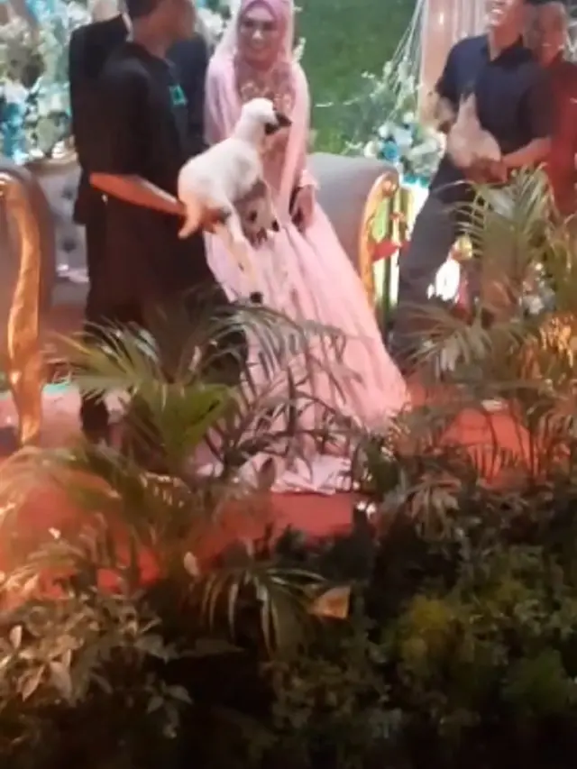 Viral, Aksi Nyeleneh Sumbang Hewan Ternak saat Resepsi Pernikahan