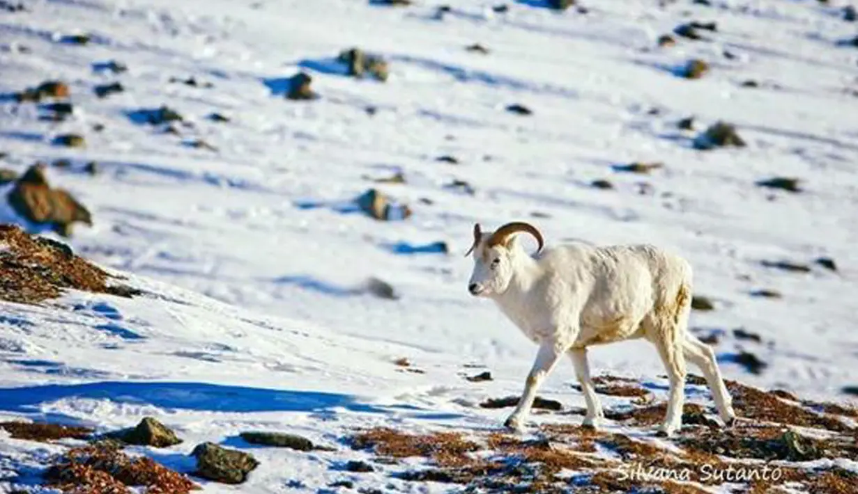 Akun Instagram Silvana Regina Sutanto juga mengunggah foto alam di Alaska dengan judul:  Dall Sheep spotted #brooksrange #alaska. Foto yang diunggah tersebut berupa seekor domba berjalan di atas salju. (instagram.com/silsutantophoto)