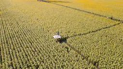 Foto dari udara ini menunjukkan sebuah ladang bunga matahari di Provinsi Lopburi, Thailand, pada 14 Desember 2020. Provinsi Lopburi memiliki ladang-ladang bunga matahari terbesar di Thailand yang bermekaran pada November hingga Januari. (Xinhua/Zhang Keren)