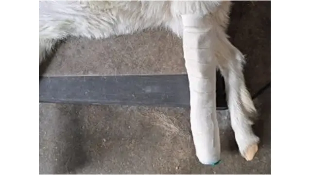Kambing Terjebak di Menara Kastil Setinggi 30 Meter, Mengembik Tak Bisa Turun