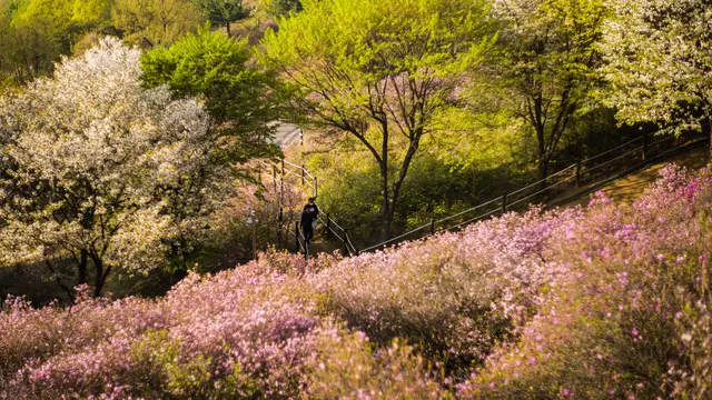 Menikmati Pesona Bunga Azalea di Taman Wonmi Seoul