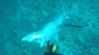 Seorang pria yang mengganggu ikan hiu sepanjang 2,5 meter diserang karena mengganggu hewan tersebut