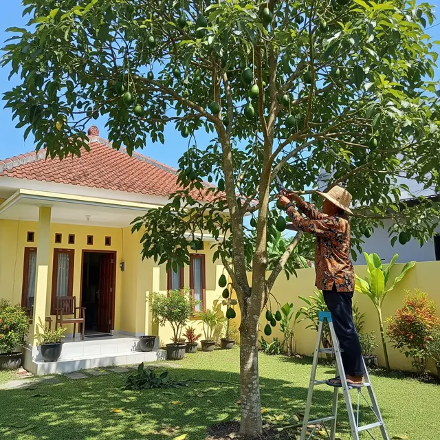 9 Cara Memangkas Pohon Alpukat agar Cepat Berbuah dan Tidak Menjulang