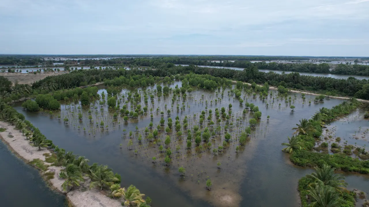 Targetkan 31.380 Hektar, BRGM Gencarkan Program Rehabilitasi Mangrove M4CR di Kaltara