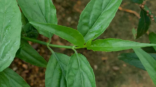 Daun Dandang Gendis/socfindoconservation.co.id