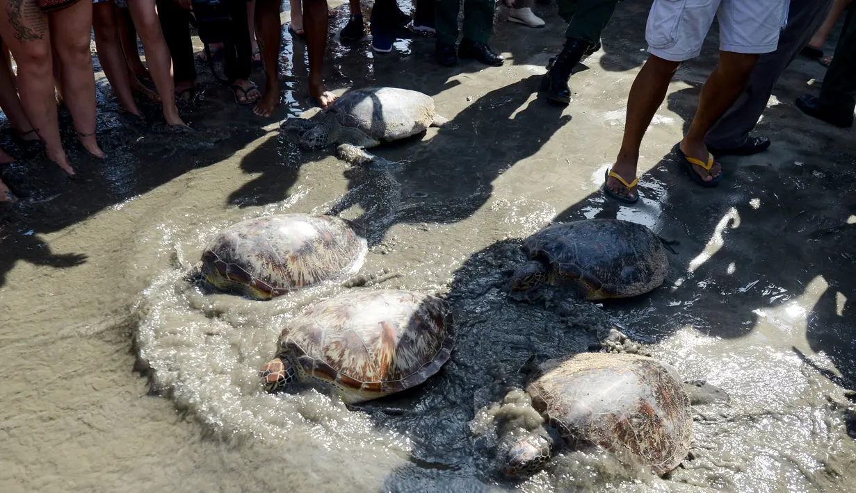 Sejumlah kura-kura hijau dilepaskan di pantai Kuta di pulau Bali (27/3). Sekitar 18 kura-kura hijau diburu untuk diambil dagingnya dan dilepaskan kembali ke laut setelah polisi menangkap pelaku di Kabupaten Gianyar pada 13 Maret. (AFP Photo/Sonny Tumbelaka)