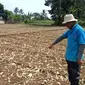 Lahan pertanian kekeringan, petani terancam gagal panen di Kecamatan Kebonpedes Kabupaten Sukabumi (Liputan6.com/Fira Syahrin).