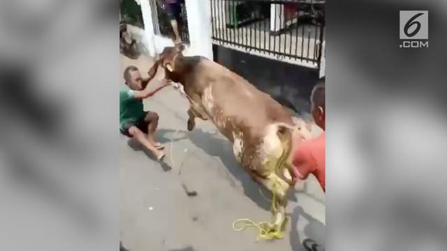 Seekor sapi kurban mengamuk dan terlepas dari talinya hingga menyeruduk warga hingga terjatuh.