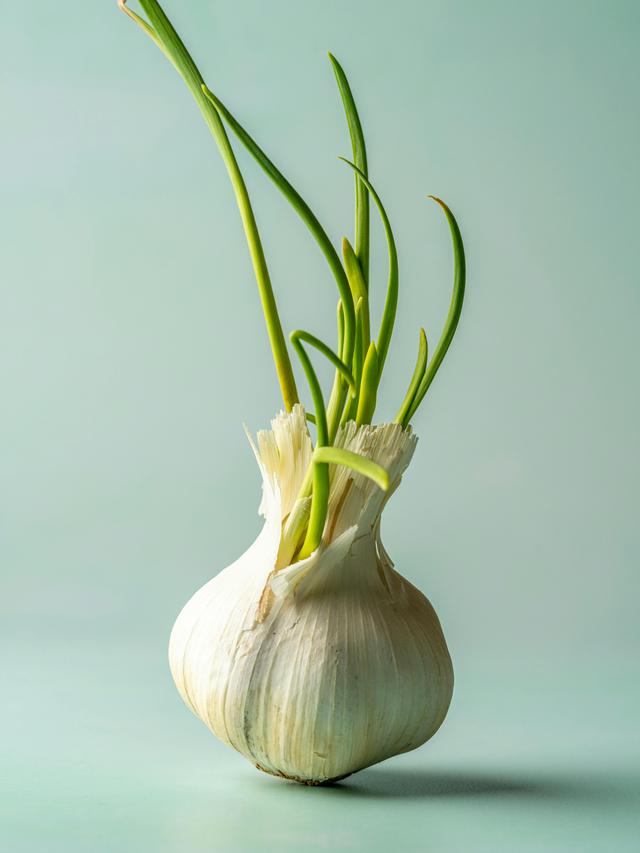 Ilustrasi Bawang Putih, Tanaman yang Ditakuti Ular Agar Tidak Masuk Rumah