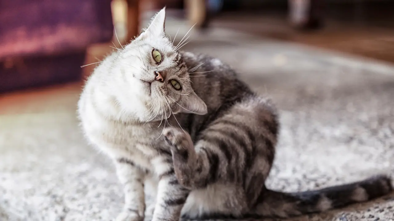 Niatnya Estetik, Karpet Cantikmu Malah Jadi Korban Cakaran Kucing