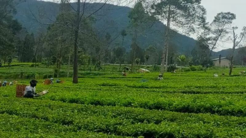 Kebun Teh Tambi di Wonosobo