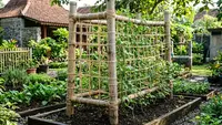 Cara Bikin Tiang Rambatan Tanaman Kuat dari Rafia dan Bambu untuk Kebun Rumah
