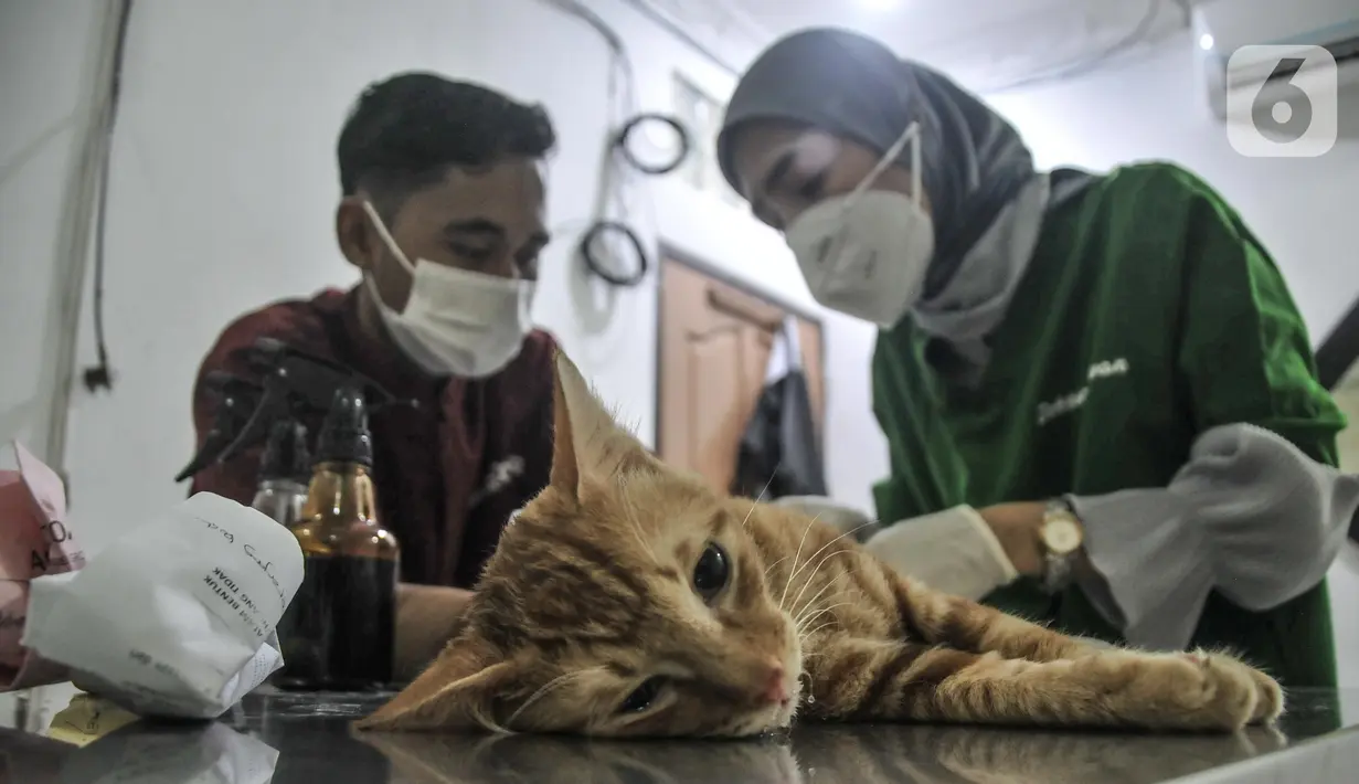 Dokter hewan melakukan sterilisasi kucing peliharaan di Radhiyan Pet and Care, Rawamangun, Jakarta Timur, Senin (20/6/2022). Dinas KPKP DKI Jakarta dan klinik hewan dan komunitas pecinta kucing menggelar pemeriksaan hewan peliharaan seperti vaksin rabies dan sterilisasi secara gratis menyambut HUT ke-495 Jakarta. (merdeka.com/Iqbal S. Nugroho)