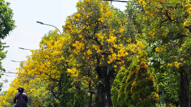 Bunga Tabebuya bermekaran di Surabaya. (Dian Kurniawan/Liputan6.com)