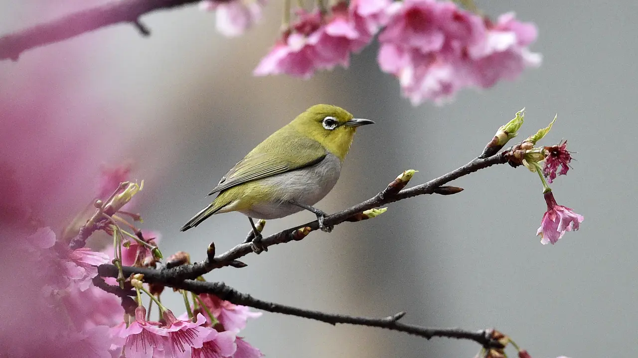 Jenis Burung Pleci yang bagus