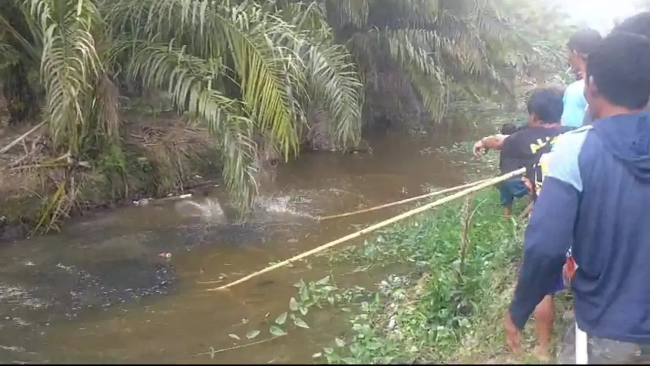 Warga diterkam buaya