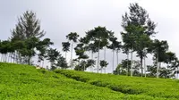 Hamparan hijaunya dedaunan perkebunan teh Kabawetan penghasil teh Naga Hitam memberikan sensasi di pagi hari (Liputan6.com/Yuliardi Hardjo)  