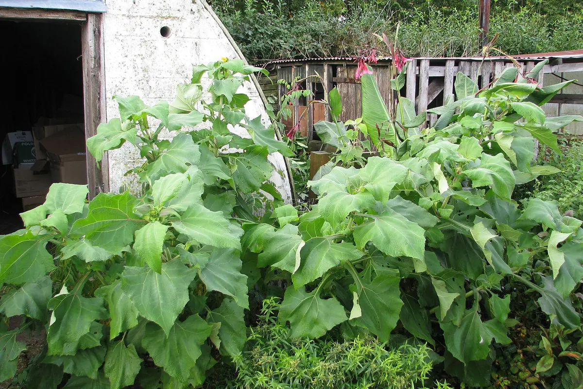 Ide Kebun Umbi Yakon di Pekarangan Rumah