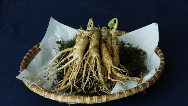 Ilustrasi ginseng
