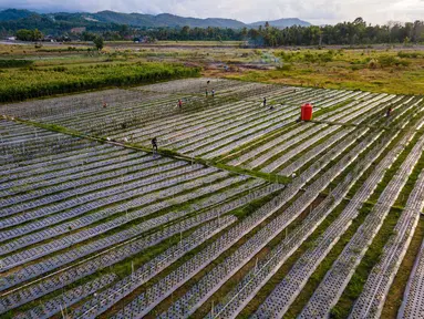 Lahan pertanian bawang merah dan cabai yang dibudidayakan di lahan bekas timbunan lumpur di Meurah Dua, Kabupaten Pidie, Aceh, Jumat , 17 Juli 2026. (AFP/ Chaideer Mahyuddin)