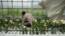 Hiroshi Kawamura merawat bunga lisianthus dalam rumah kaca di Namie, Prefektur Fukushima, Jepang, 30 Juli 2021. Sebagian dari bunga-bunga tersebut akan digunakan untuk karangan bunga kemenangan di Olimpiade Tokyo 2020. (YASUYOSHI CHIBA/AFP)
