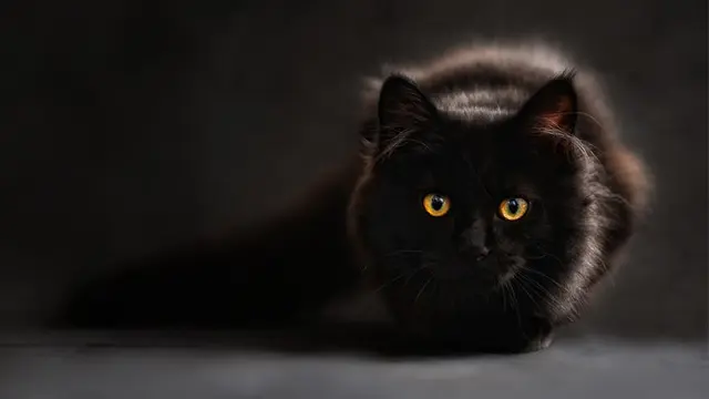 Lucu, Merasa Diteror Kucing Hitam, Wanita Lapor Polisi